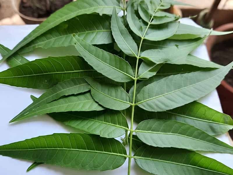 Mengungkap Khasiat Neem
